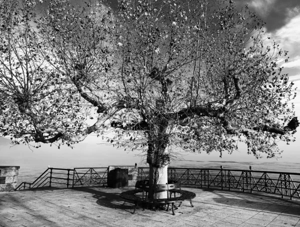 Дерево на панорамном месте — стоковое фото