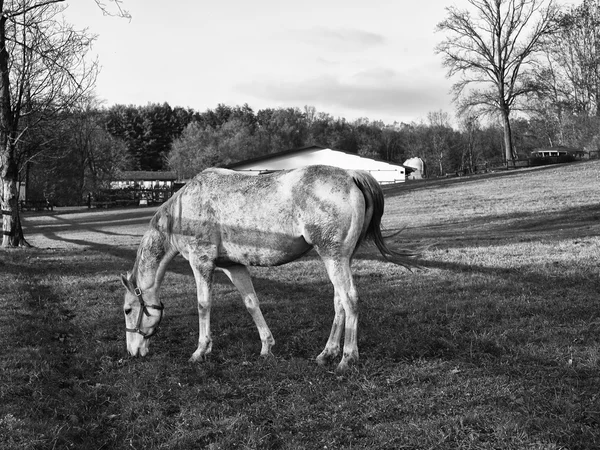 Pâturage de chevaux sur enclos — Photo