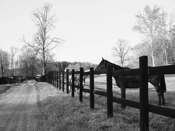 Paarden lopen op paddock — Stockfoto