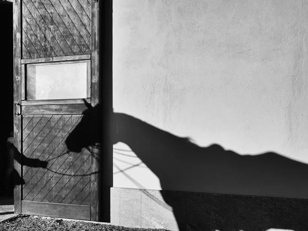 Sombra de cavalo na parede — Fotografia de Stock