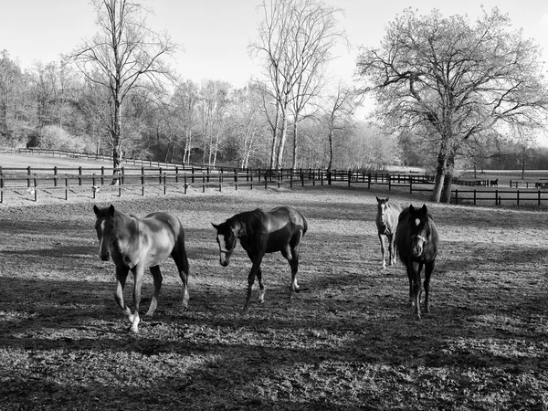 Paarden lopen op paddock — Stockfoto
