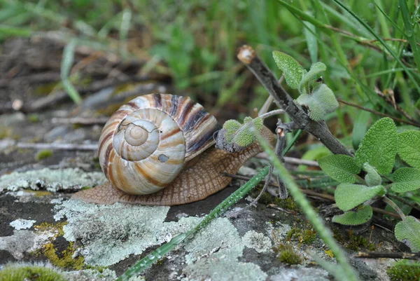 Belo Caracol Listrado Uma Pedra Grama Verde — Fotografia de Stock