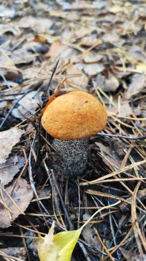Genç boletus mantarı yaprakların altına saklanmaya çalıştı.