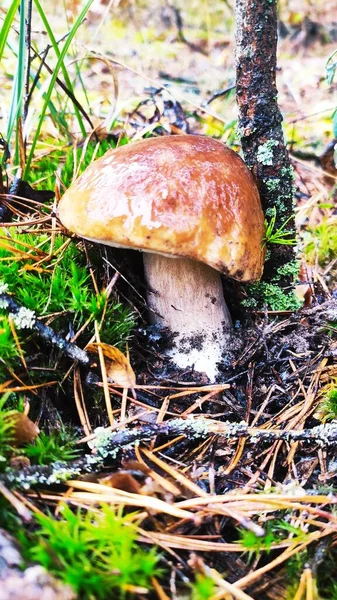 Funghi Porcini Affascinanti Con Sua Bellezza Macrofotografia Dal Bosco Boletus — Foto Stock