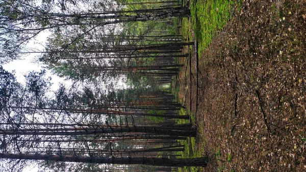 Très Belle Envoûtante Forêt Pins Plaît Œil — Photo