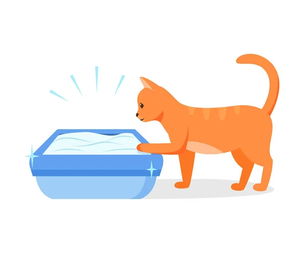 Gato usando caja de arena limpia. Manera correcta de mantener inodoro para gatos. concepto de higiene higiénica animal. Ilustración vectorial — Vector de stock
