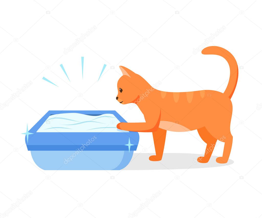 Cat using clean litter box. Right way to maintain cat toilet. Pet toilet hygiene concept. Vector illustration