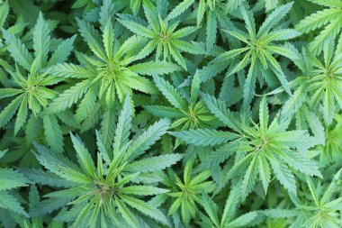 Üç kenevir bitkisinin üst görüntüsü bulanık çalıların arka planında.