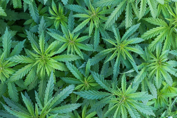 Resmin ortasındaki kenevir bitkisinin güzel mor üst kısmı marihuananın parlak yeşil yapraklarının arka planına karşı.