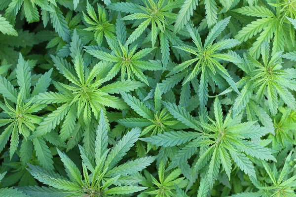 Vahşi kenevir bitkilerinin fidanlığı.