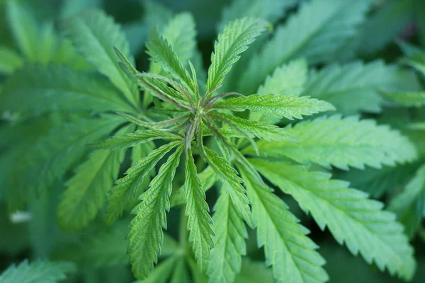 Merkezde, bulanık marihuana bitkilerinin arka planına odaklanmış kenevir yaprakları