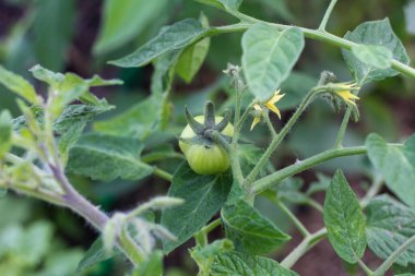 Çalı dalında asılı yeşil olgunlaşmamış domates