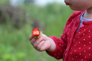 Küçük bir çocuk ısırılmış bir çileği elinde tutuyor.