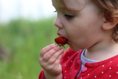 Küçük çocuk taze çilek yiyor..