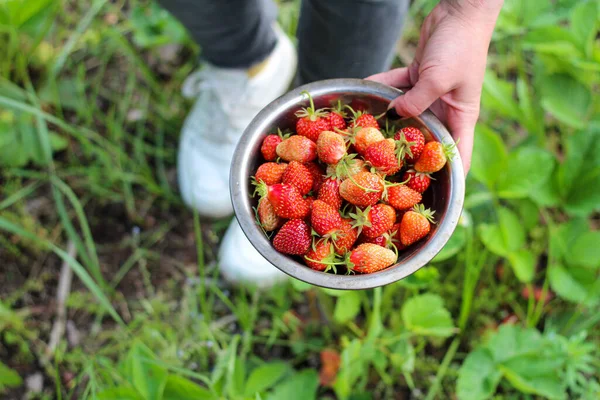 Una Chica Zapatillas Blancas Jeans Sostiene Cuenco Metal Con Fresas —  Fotos de Stock