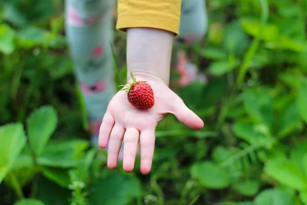 Λευκό Παιδικό Χέρι Που Κρατά Κόκκινες Φράουλες Θολή Πράσινο Φόντο — Φωτογραφία Αρχείου