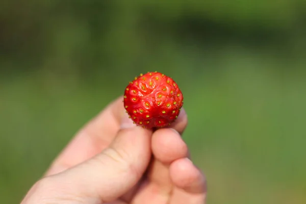 Morangos Recém Colhidos Segurando Dedos Fundo Embaçado — Fotografia de Stock