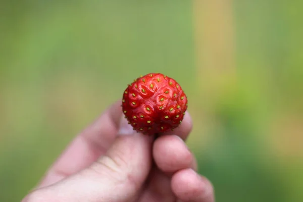 Morangos Recém Colhidos Segurando Dedos Fundo Embaçado — Fotografia de Stock