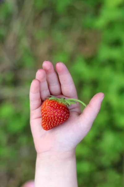 一个小孩手里拿着一个红色的大草莓 放在绿草的背景上 — 图库照片