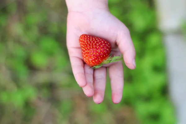 Child Holds His Hand Large Red Strawberry Background Green Grass — Stock Photo, Image