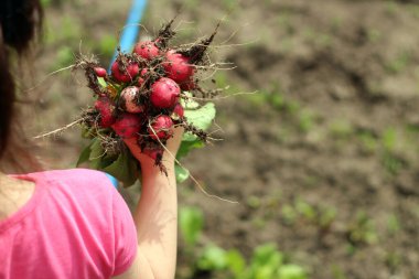 Bulanık toprağın arka planında turpları tutan küçük güzel bir kız.