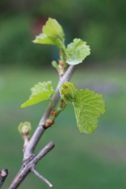 Tozlaşmamış üzüm kabarıklığı yeni filizlenen bir tomurcukta.