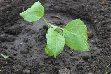 Genç Çin lahanası fideleri toprağa gömüldü.