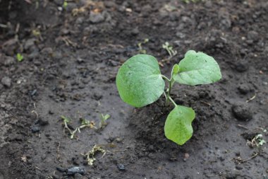 Genç Çin lahanası fideleri toprağa gömüldü.
