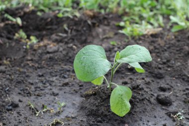 Genç Çin lahanası fideleri toprağa gömüldü.