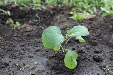 Genç Çin lahanası fideleri toprağa gömüldü.