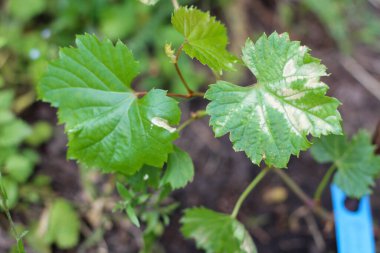 Genç asma yapraklarının hastalığı