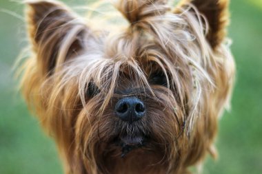 Yeşil arka planda asılmış dili olan Yorkshire köpeğinin büyük kafası.
