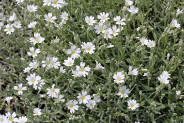 Büyük bir kucak dolusu güzel Cerastium arvense çiçekleri