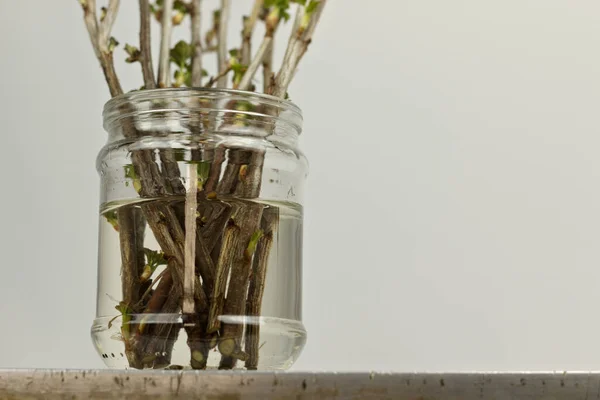 Jar Currant Cuttings Spreading Leaves White Background New Seedlings Growing — Stock Photo, Image