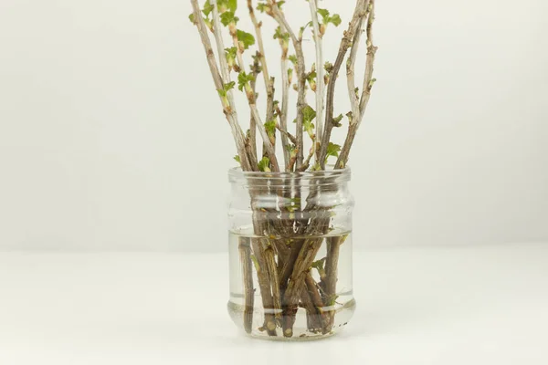 Glass Jar Currant Cuttings White Plate Table New Seedlings Growing — Stock Photo, Image