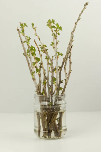 Reproduction Currant Plant Cuttings Water New Seedlings Growing Process — Stock Photo, Image