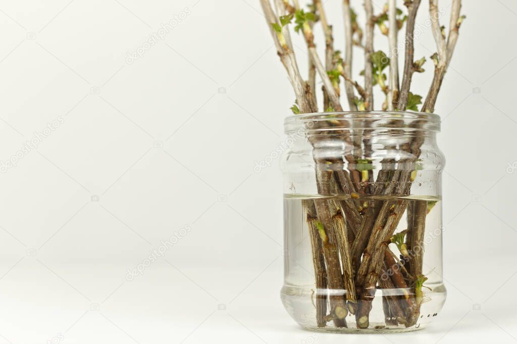 Jar with currant cuttings on a white background. New seedlings growing process