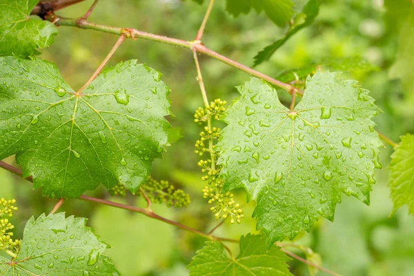 Après Pluie Dans Vigne Feuilles Vigne Dans Des Gouttes Eau — Photo