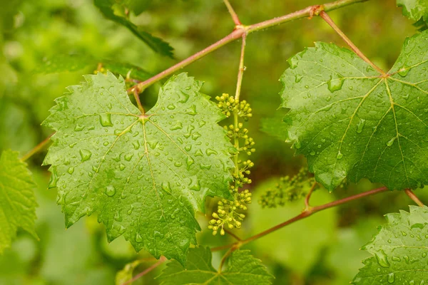 Deszcz Winnicy Liście Winorośli Burzy — Zdjęcie stockowe