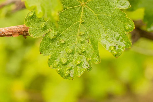 A grape leaf damaged by a spider mite on a blurred green background. Vineyard diseases