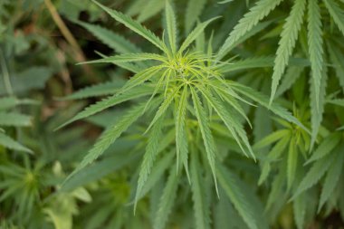 Marihuana bitkisinin tepesinde. Bir eko çiftliğinde esrar yetiştirmek