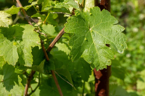 Zielony Liść Winogron Uszkodzony Przez Roztocza Pająka Rozmytym Tle Choroby — Zdjęcie stockowe