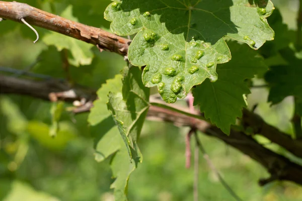 Liść Winogron Uszkodzony Przez Roztocza Pająka Rozmazanym Zielonym Tle Choroby — Zdjęcie stockowe