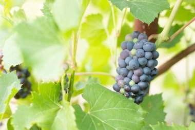 Sabah güneşinde Güzel Üzüm bağları