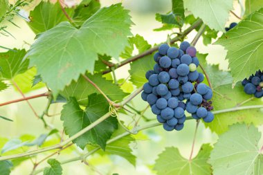 Kırmızı üzümlü İtalyan üzüm bağları