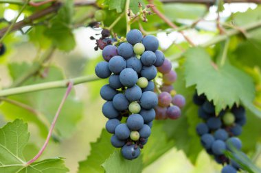 Üzüm bağında yetişen kırmızı üzümlerin yakın çekimi