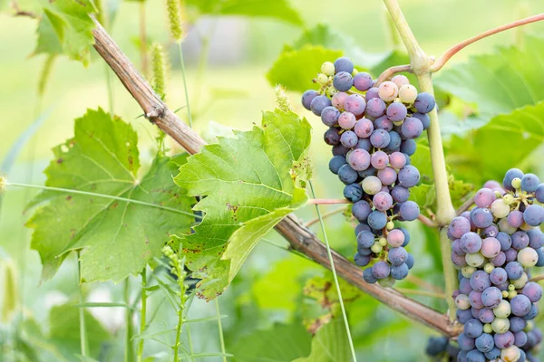 葡萄园里挂在葡萄藤上的未成熟的葡萄 — 图库照片