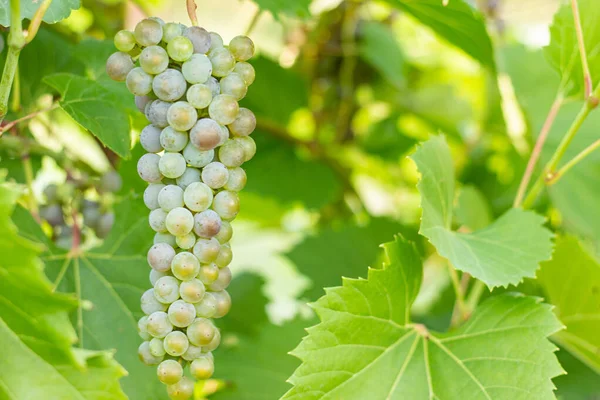 Witte Druiven Wijnstok Onrijpe Druiven Wijngaard Natuurlijke Zomerachtergrond Selectieve Focus — Stockfoto