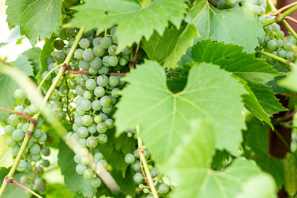 Stelletje Onrijpe Witte Druiven Wijnstok — Stockfoto
