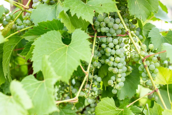 Takken Witte Druiven Wijngaard Jonge Druiven Wijnstok — Stockfoto